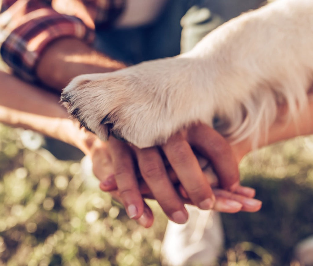 Beneficios de tener una mascota en casa