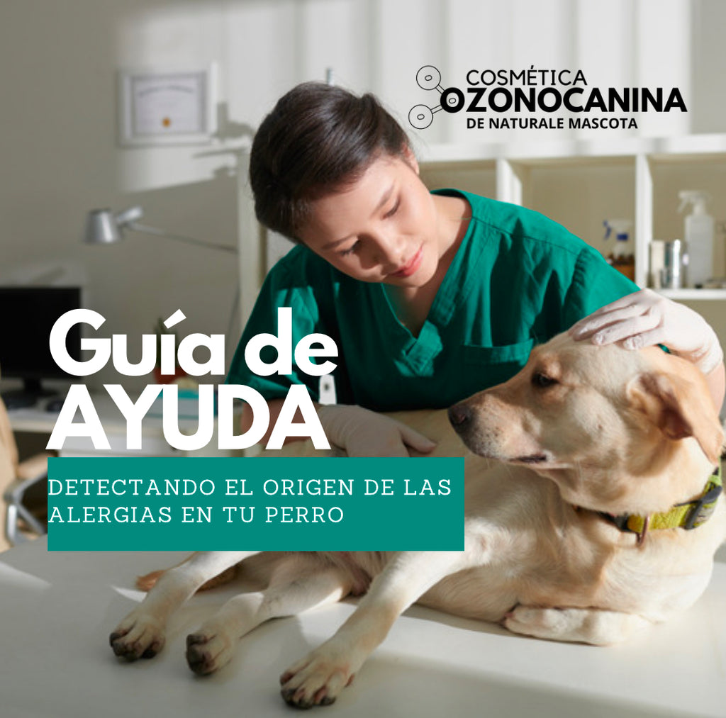 Detectando el Origen de las Alergias en Tu Perro