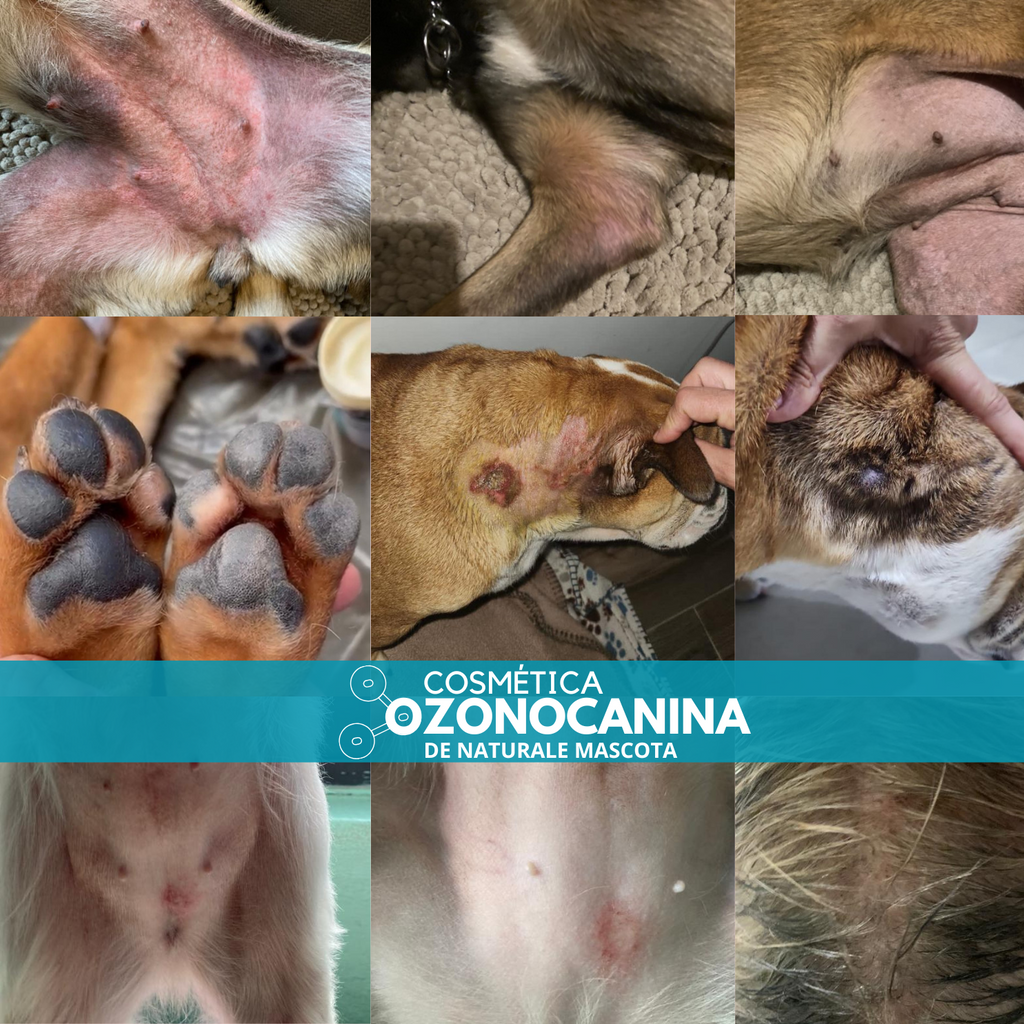 Cosmética Ozonocanina:  Innovación de vanguardia para la Salud de tu Perro